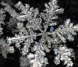 Close up of snowflake formation, six points with small branches off each point