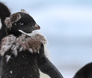 Focused in on top half of a moulting Adelie penguin, shoulders covered with longer feathers like a stole and two patches of feathers above the eyes
