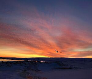 Foreground dark stretches to horizen, above a bright orange and purple sunrise. Just above horizen the sillouette of a flying bird