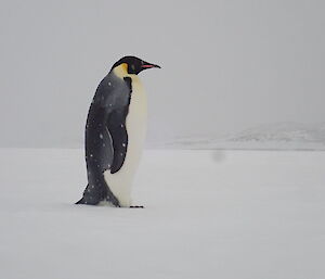 Emperor penguin mid picture, walking from left to right, amongst falling snow across flat icy landscape