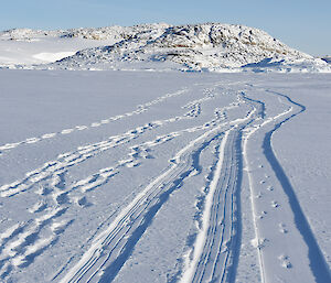 Six lines of track in the snow covered sea-ice, three of footsteps and three of sled tracks, extending to the horizen where rocky covered hill sits in the distance
