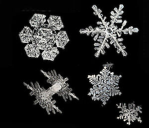 Close up photograph of snowflakes on black background