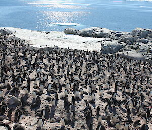 Close up of Adelie penguin rookery on rocky ground leading to shore line and open water