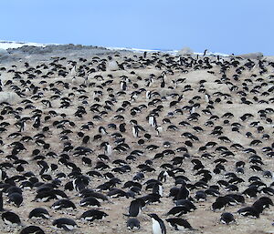 Penguin rookery close up with multitude of penguins, most lying on their stomachs, in the distance open water