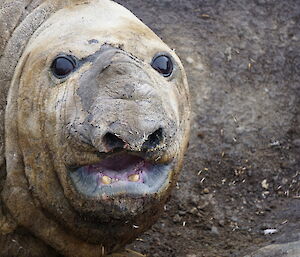Close up of a male elephant seal’s face