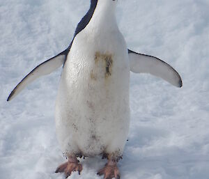 Close up of Adelie Pengiun