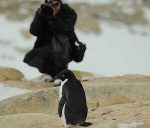 Penguin in foreground with man with camera and large lens in background