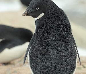 Close up of Adelie from the back, looking over shoulder at camera