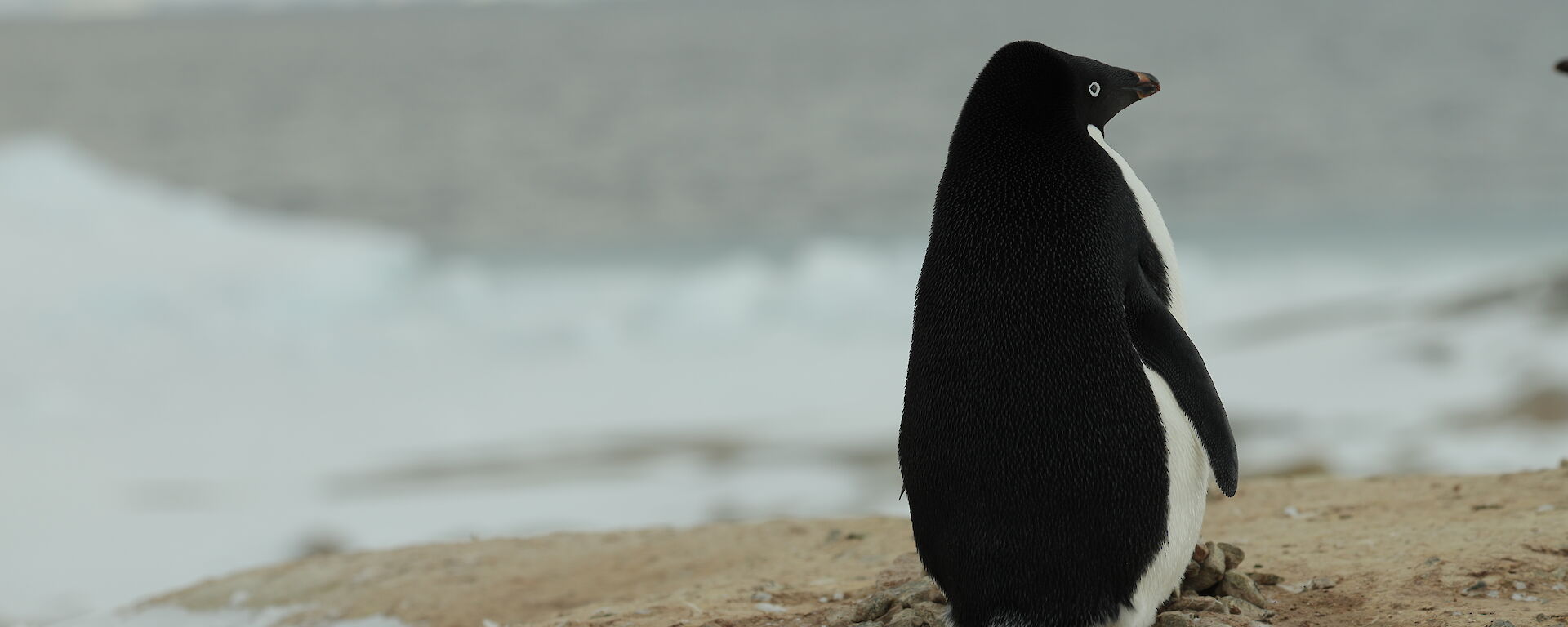 Adelie penguin sits on small rock nest with back to camera looking across snowy landscape to sea