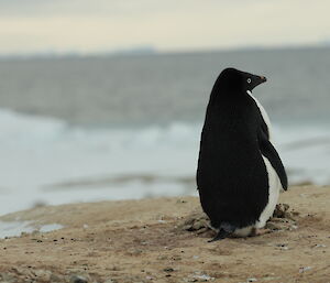 Adelie penguin sits on small rock nest with back to camera looking across snowy landscape to sea