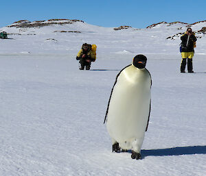 An emperor penguin waddles towards photographer across the sea-ice, in the background two expeditioners take photos