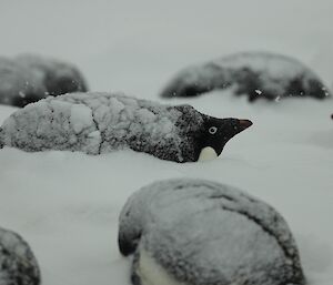 Adelie penguins lying in the snow, covered with a layer of snow. Penguin in cetre lifts its head to look around