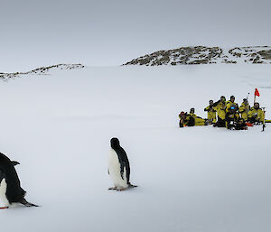 Two Adelie penguins pass by the group on the ice
