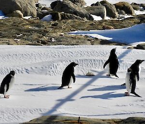 Penguin waddle, five in the group checking out the fuel transfer operations