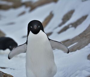 Penguin walking towards camera with rock and ice in background