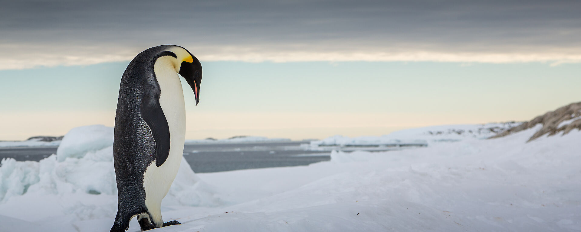 Emperor penguin standig on ice with water in background