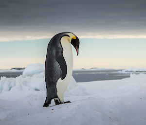 Emperor penguin standig on ice with water in background