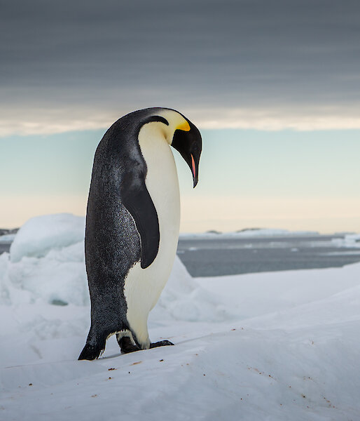 Emperor penguin standig on ice with water in background