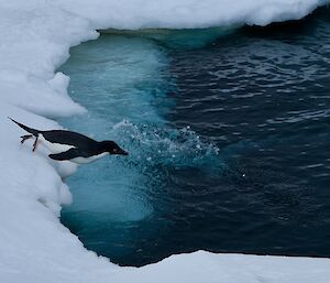 An Adelie penguin diving into the water
