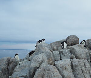 Penguins on the rocks