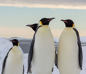 Four emperor penguins standing together