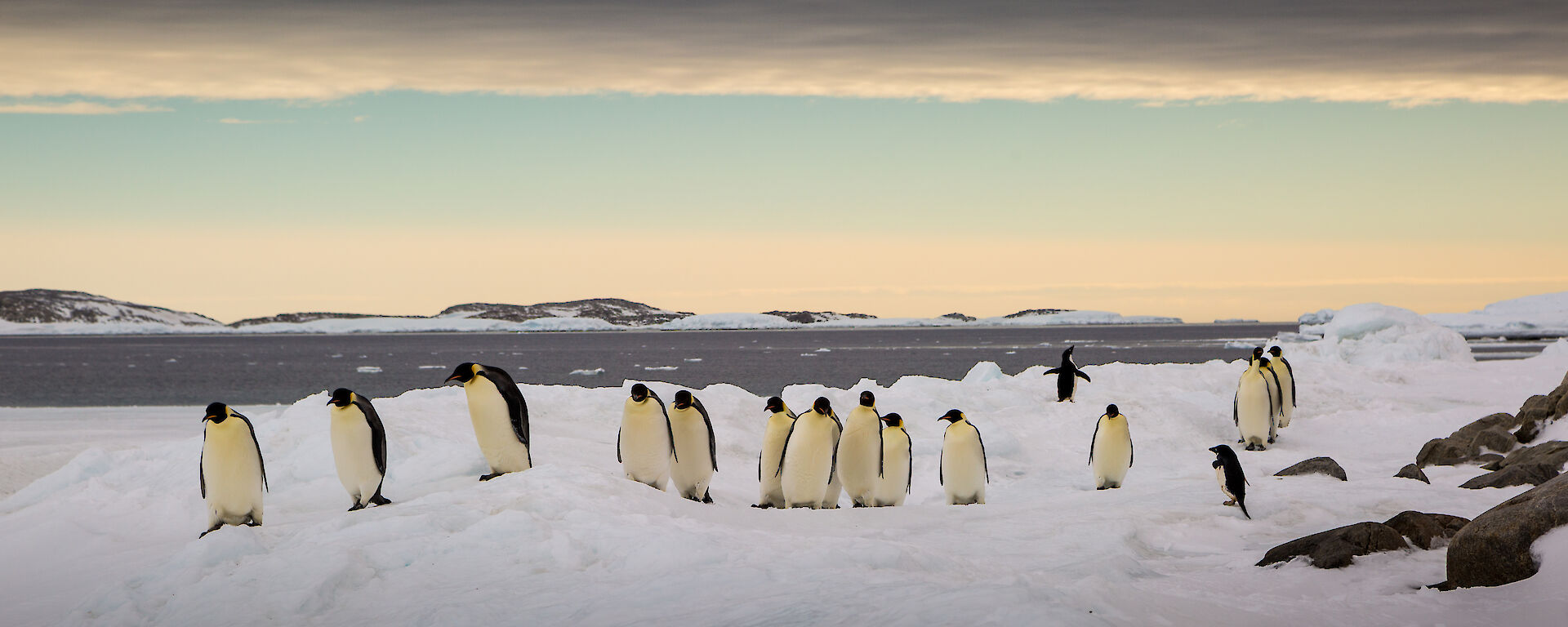 emperorr penguins on the ice while two Adelies wander through the waddle