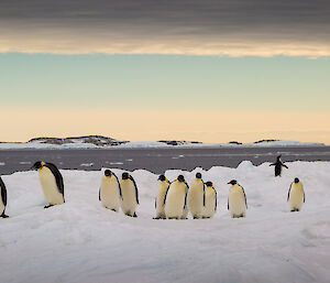 emperorr penguins on the ice while two Adelies wander through the waddle