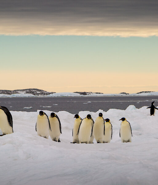 emperorr penguins on the ice while two Adelies wander through the waddle