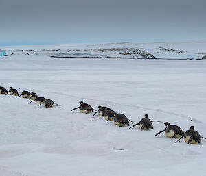 Emperor penguins heading off, sliding on their bellies