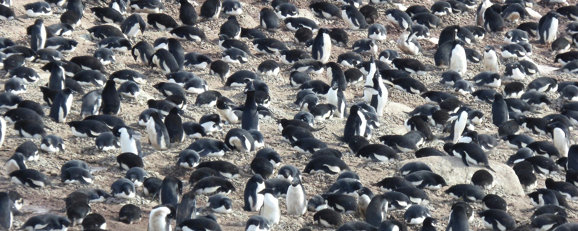 A waddle of penguins