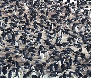 A waddle of penguins