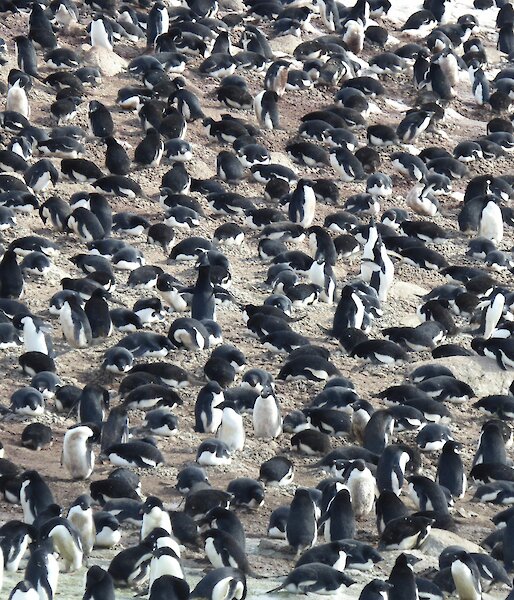 A waddle of penguins