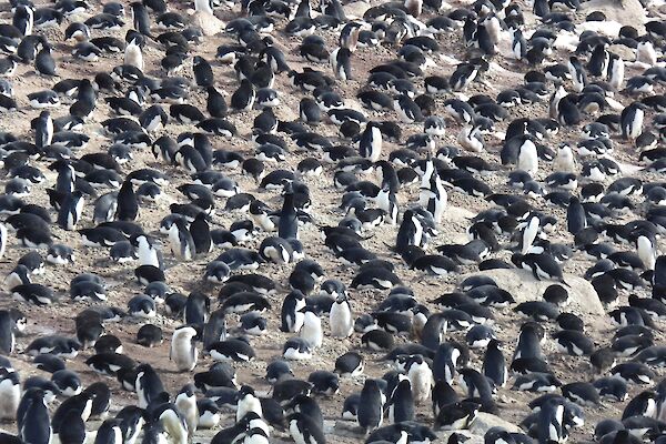 A waddle of penguins