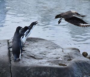 Penguins on a rock and a skua bird on a fly by