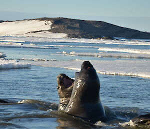 Two young elephant seals play fight in the water off Davis station