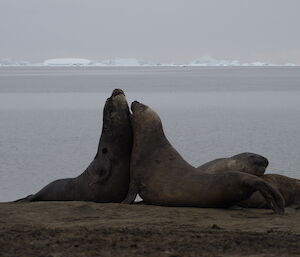 Two elephant seals fighting