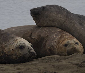 Three elephant seals resting on the beach, with one laying its head on top of the other looking content