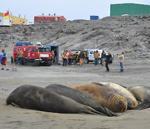 Expeditioners on beach preparing to swim, elephant seals in foreground