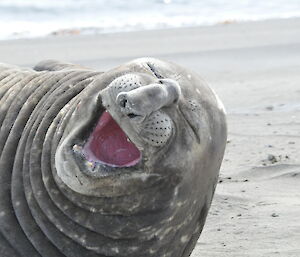 Elephant seal yawning