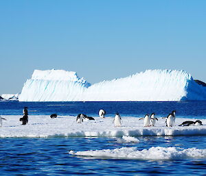 Penguins sitting on flows of ice