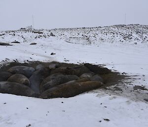 Elephant seals nestled in a depression in the ground near the station
