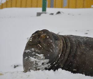 Seal in foreground. Davis signpost in background