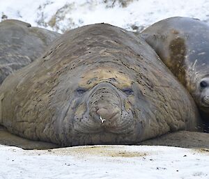 Elephant seals lying in a huddle