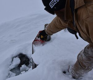 Expeditioner pointing to an elephant seal hiding in the sea ice