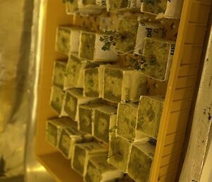 Seedlings photographed in the Davis hydroponics shed