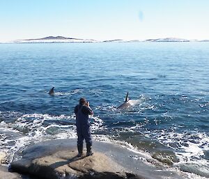 Man in foreground standing on rocks as two orcas approach in the water from several metres away