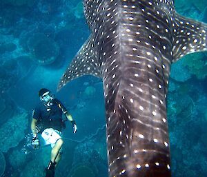 Photo taken below the surface facing down at a diver below and to the left for a large grey brown whale shark with white spots