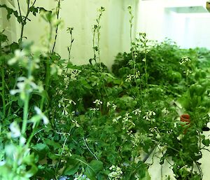 Plants in the hydroponics compartment.