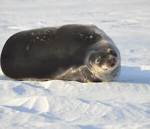 Weddell seal looking camera directly in the eye
