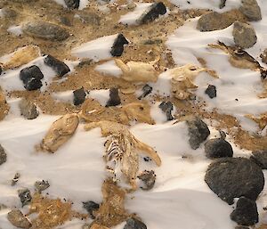 Partially decomposed penguin carcasses
